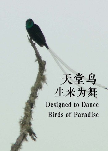 天堂鸟:生来为舞