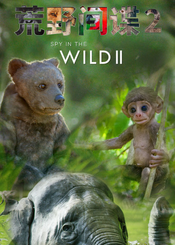 荒野间谍    第二季