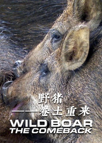 野猪:卷土重来