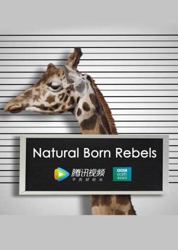 你这个坏怂  英语版