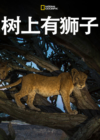 树上有狮子