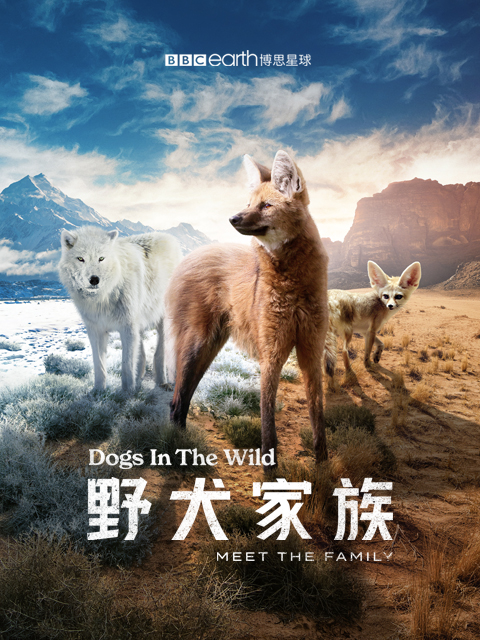 野犬家族版
