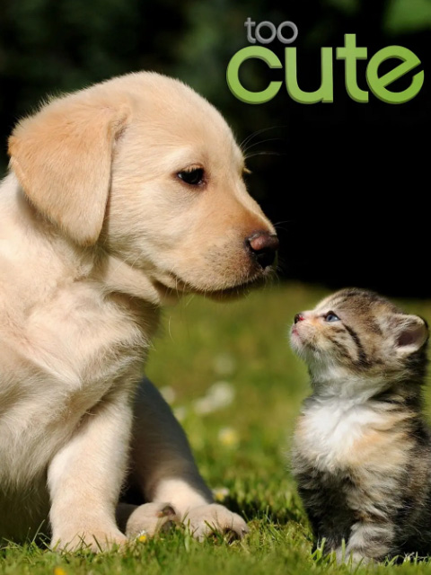 萌宠成长记  第二季版