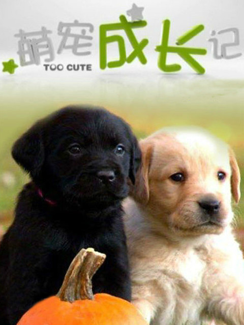 萌宠成长记 特辑版