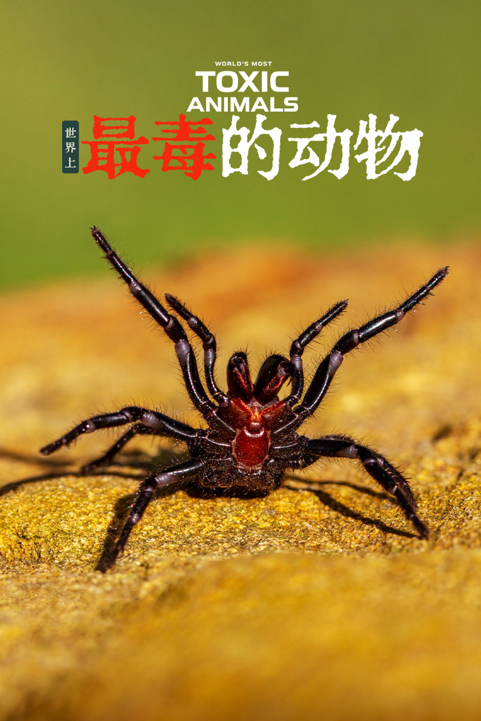世界上最毒的动物