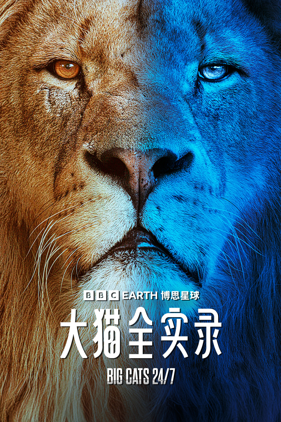 大猫全实录