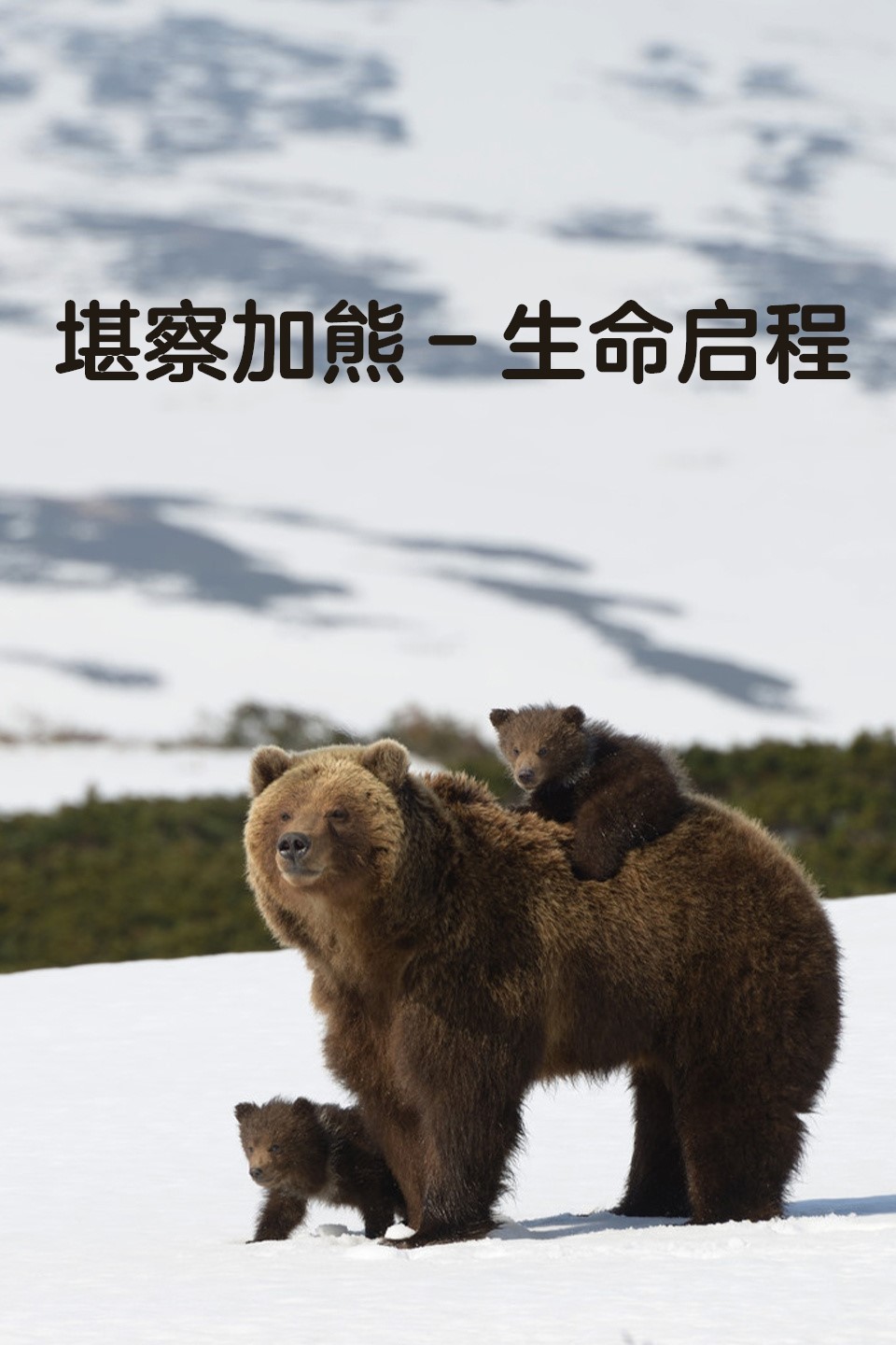 堪察加熊:生命启程