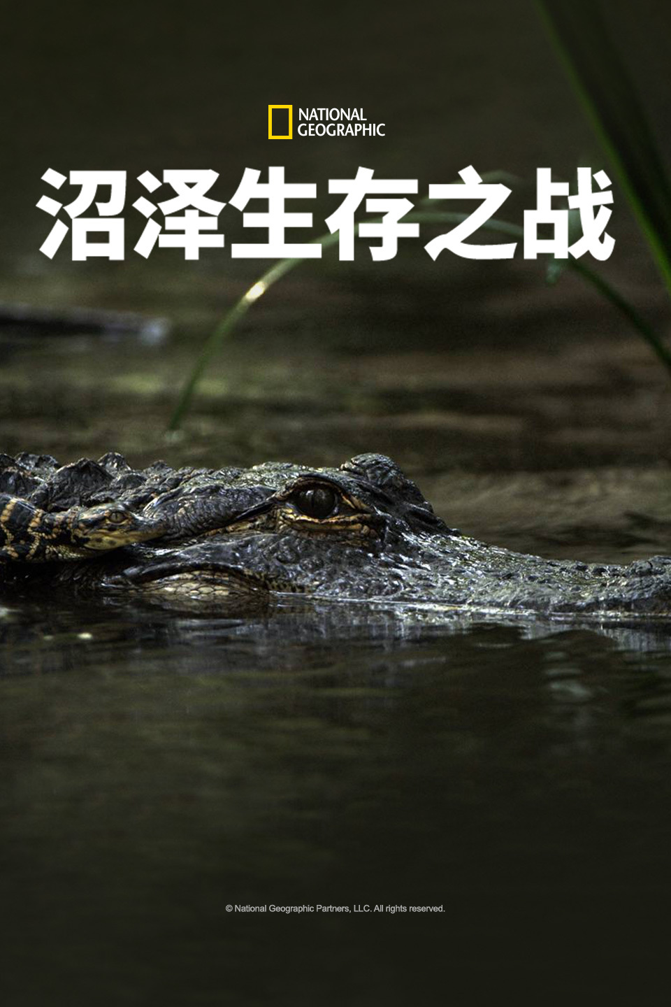 沼泽生存之战