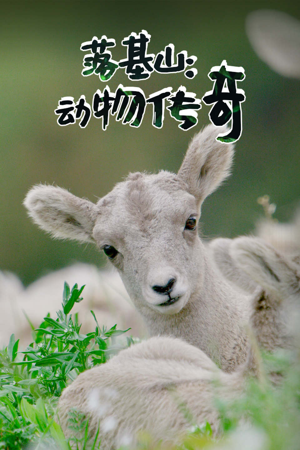 落基山:动物传奇