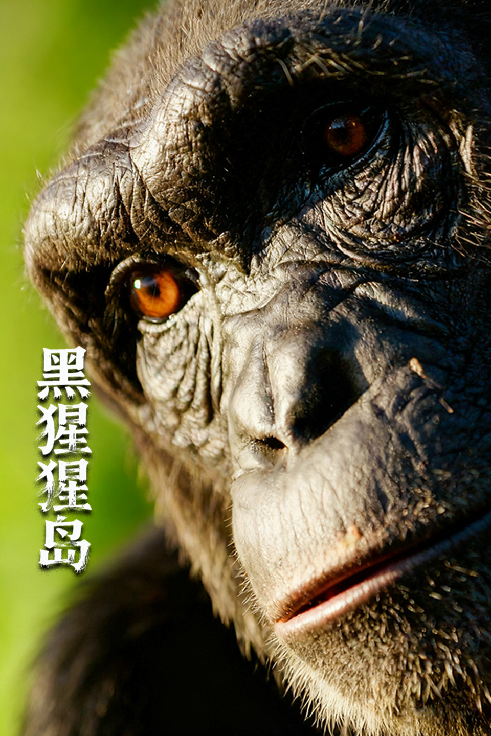 黑猩猩岛