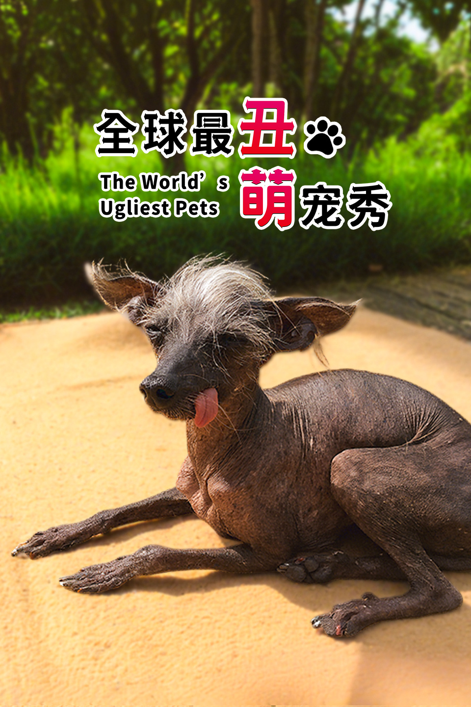 全球最丑萌宠秀