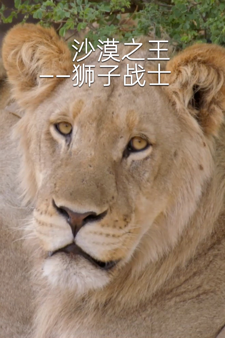 沙漠之王:狮子战士