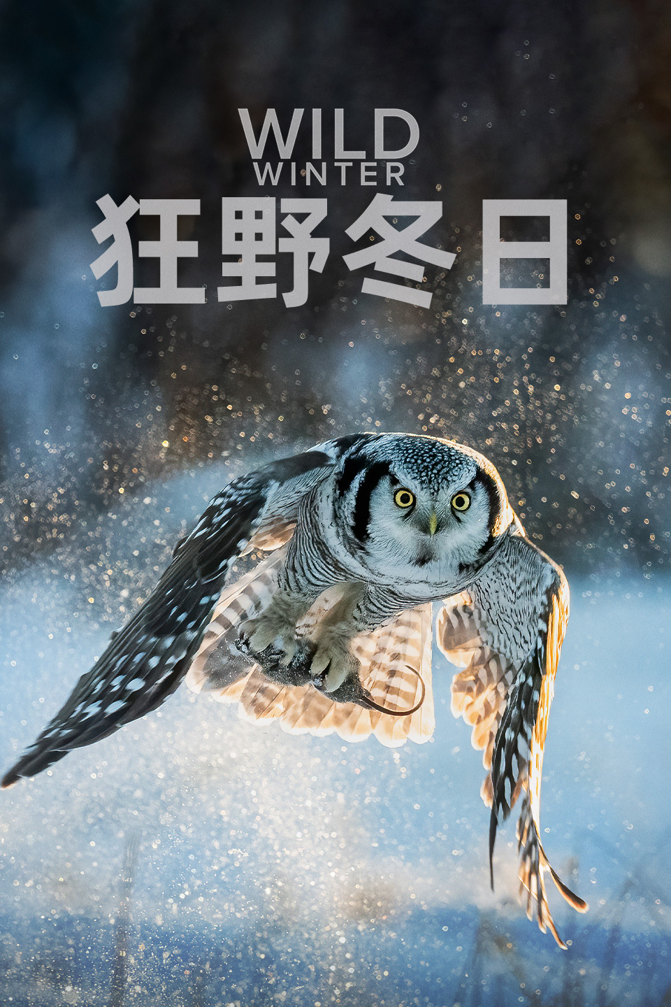 狂野冬日