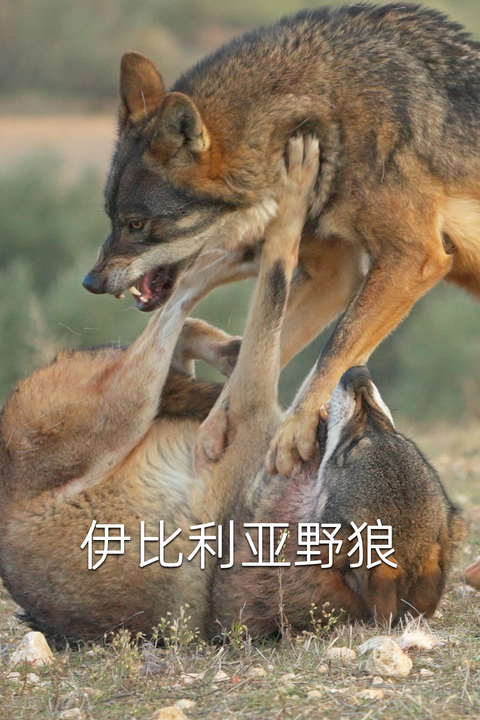 伊比利亚野狼