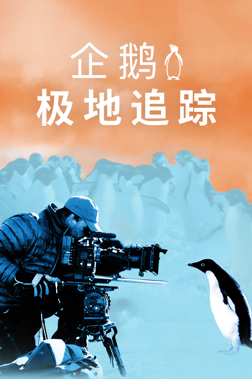 企鹅:极地追踪