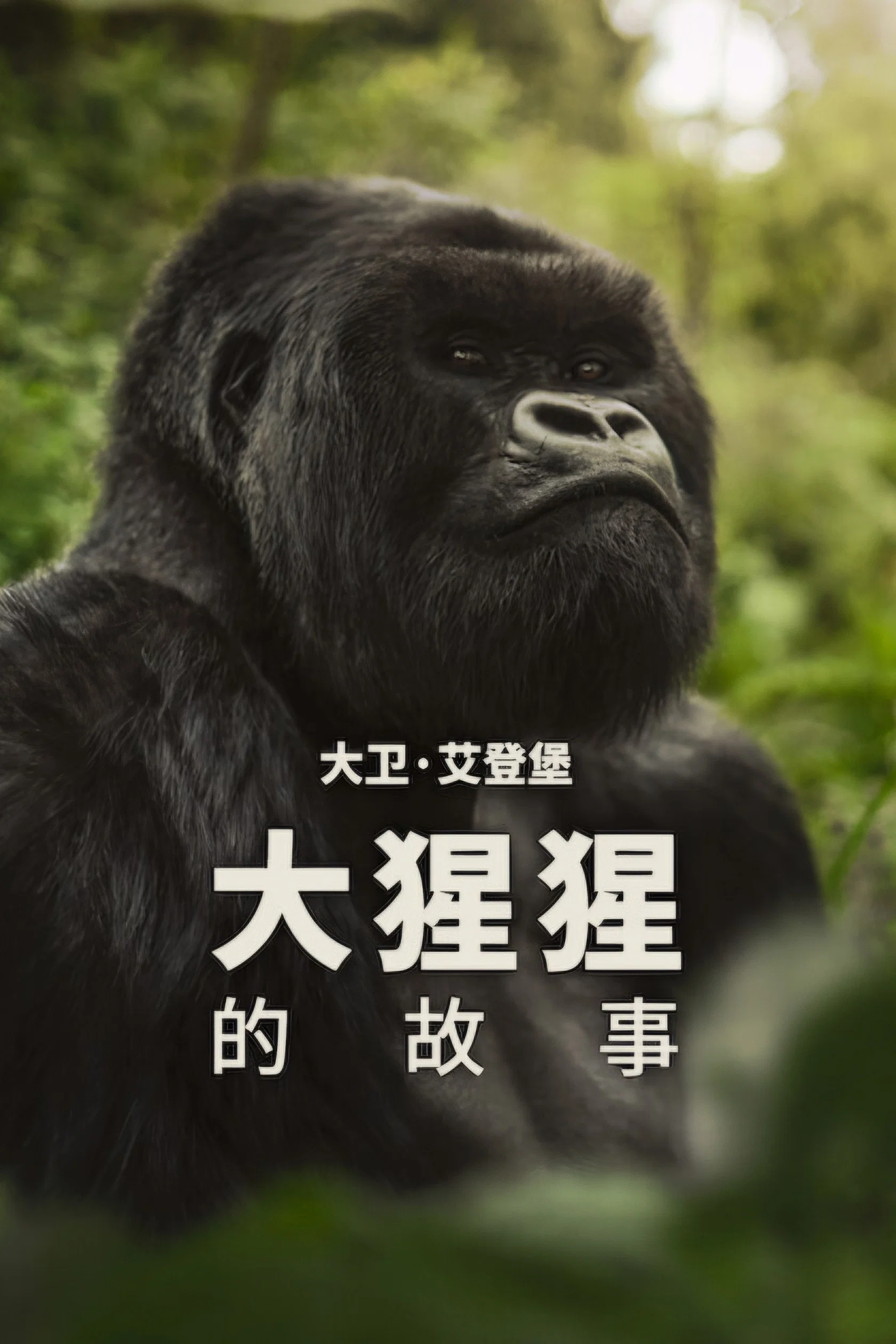 大卫:艾登堡:大猩猩的故事