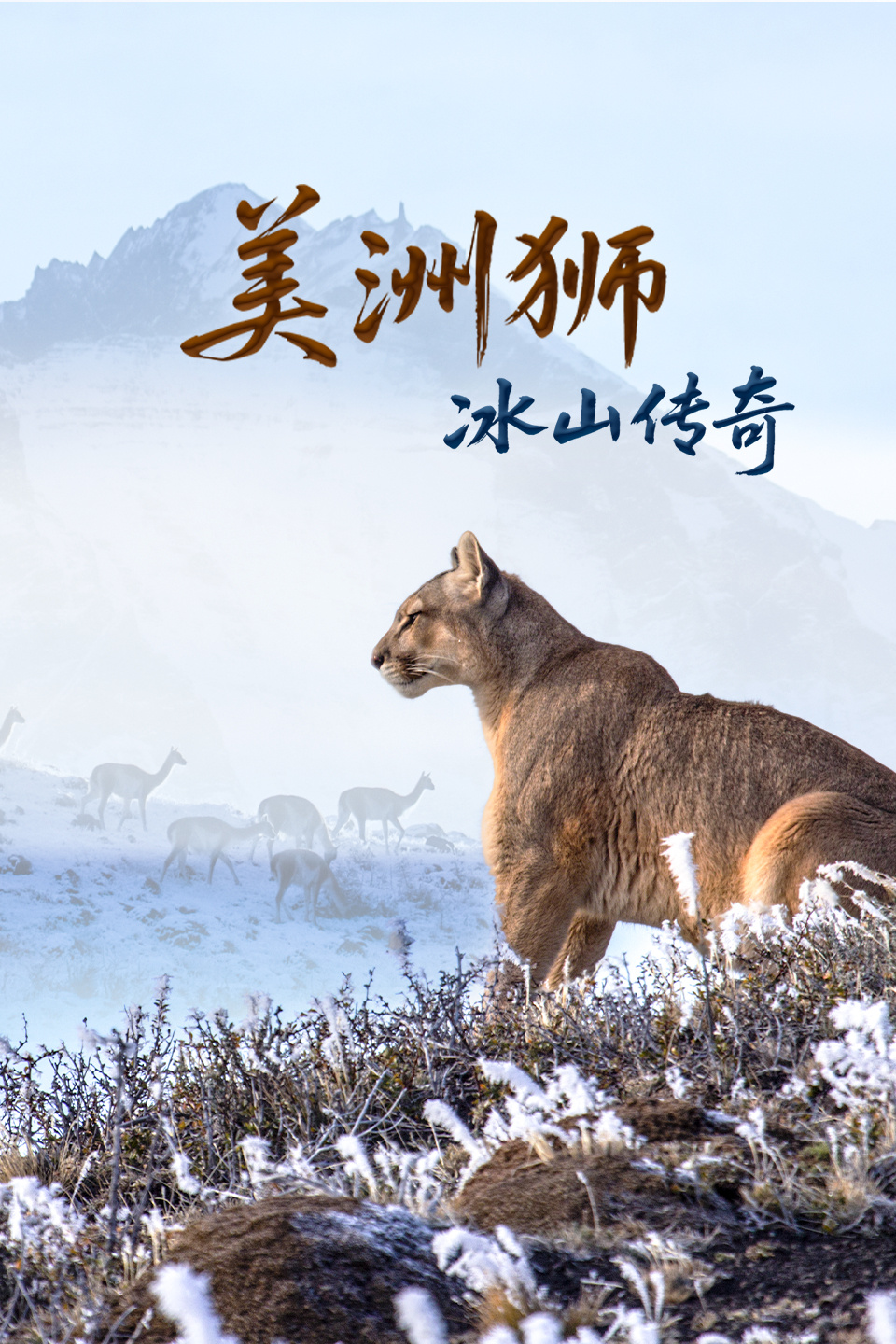 美洲狮:冰山传奇