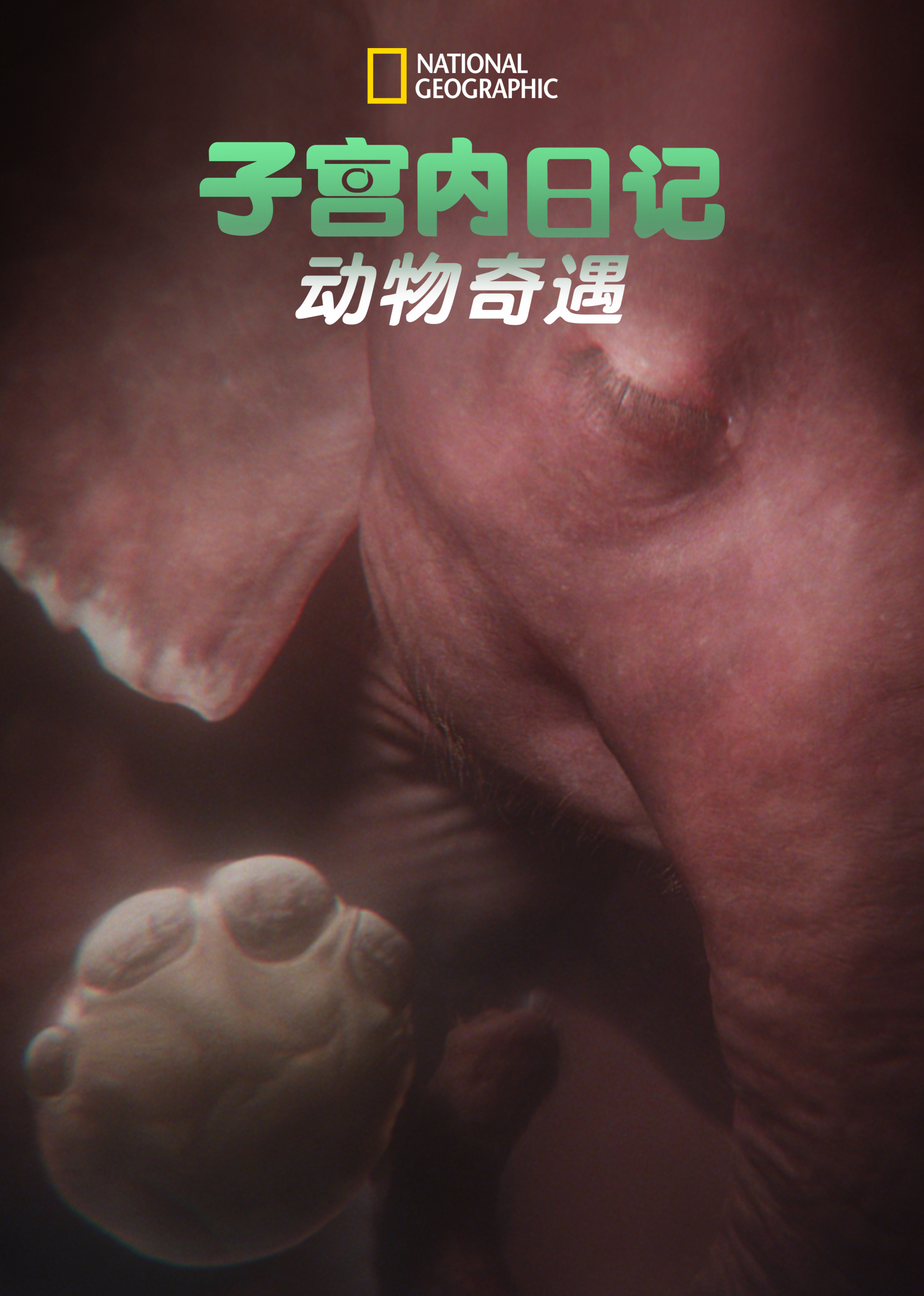 子宫内日记:动物奇遇