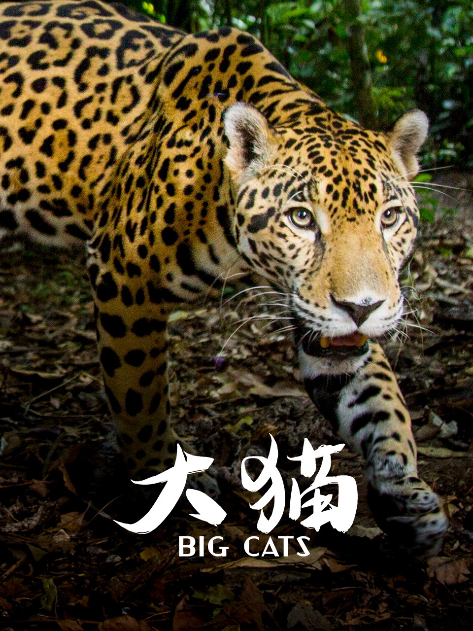 大猫