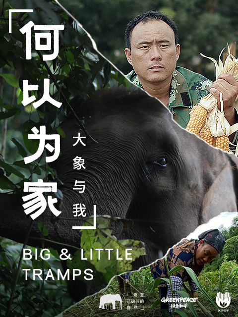 何以为家:大象与我