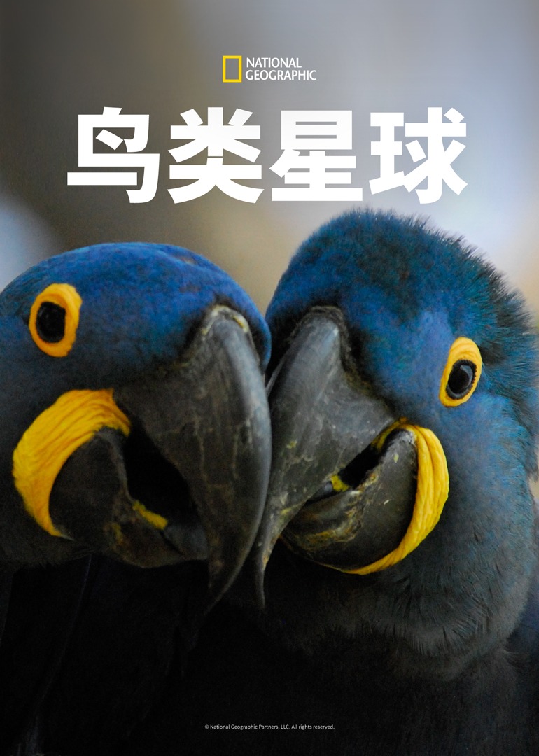 鸟类星球